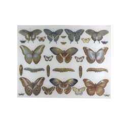 Butterflies | Rectangular...