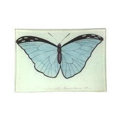 Blue Papilio (Butterfly)...