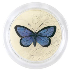 Alcon Blue Butterfly (19th...