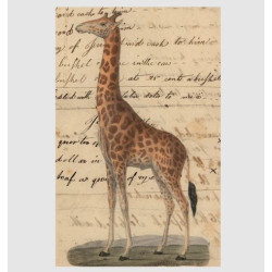 John Derian Giraffe Postcard