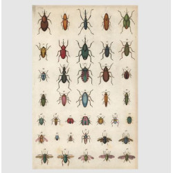 John Derian Insects Postcard