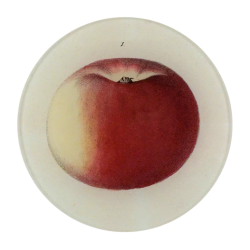 Lady Apple 1| Round Plate...