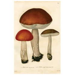 Mushrooms PL.9 Postacard -...