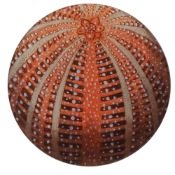 Red Sea Urchin - Round...