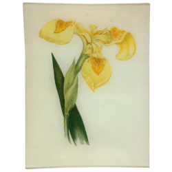 Yellow Iris - Vassoio...