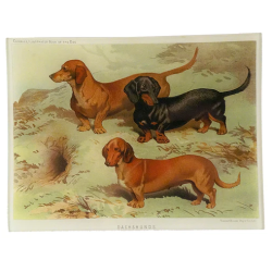 Dachshunds - Vassoio...