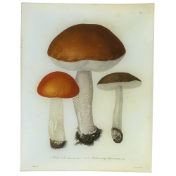 Mushrooms Pl. 9 - Vassoio...